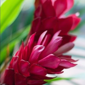 Meet your Posher, Suzie